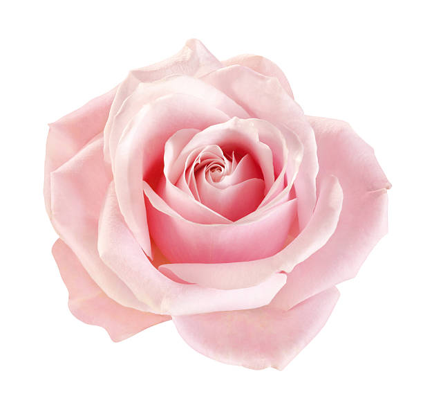 pink.jpg