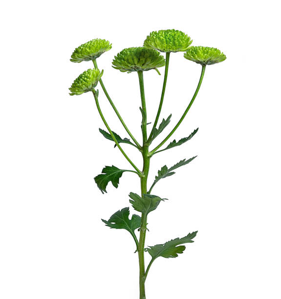 green.jpg