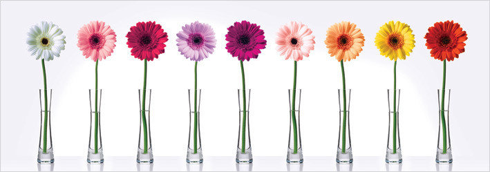 gerbera-daisies-i13340.jpg