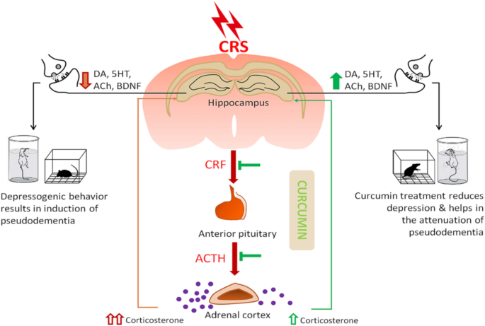 curcumin_bdnf.png