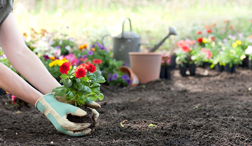 Flower-garden.jpg