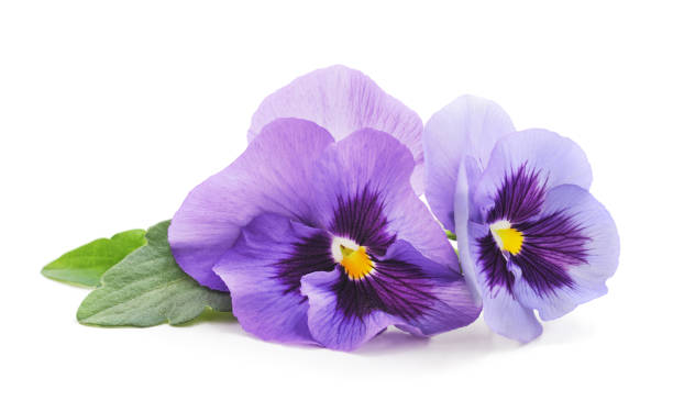 violet.jpg