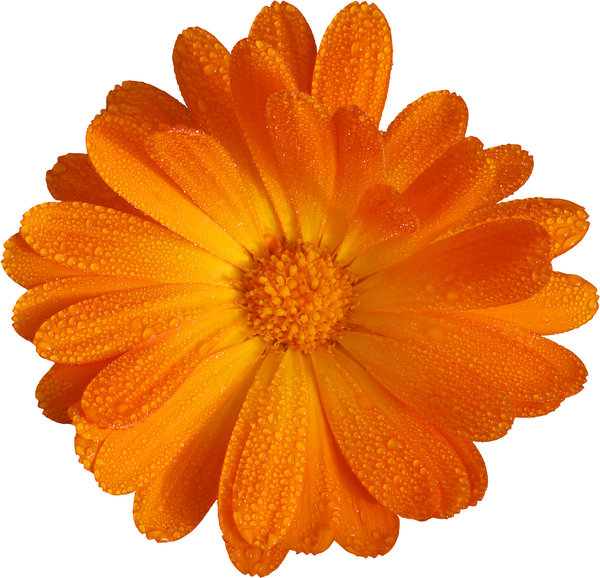 orange.jpg
