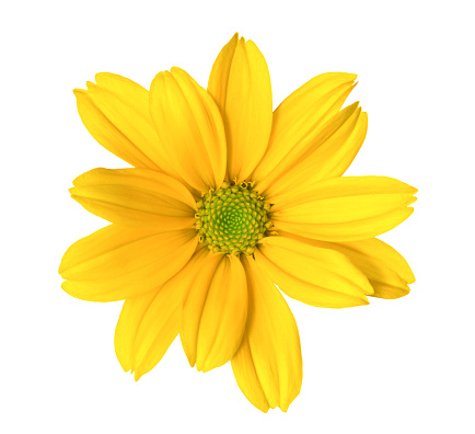 yellow.jpg